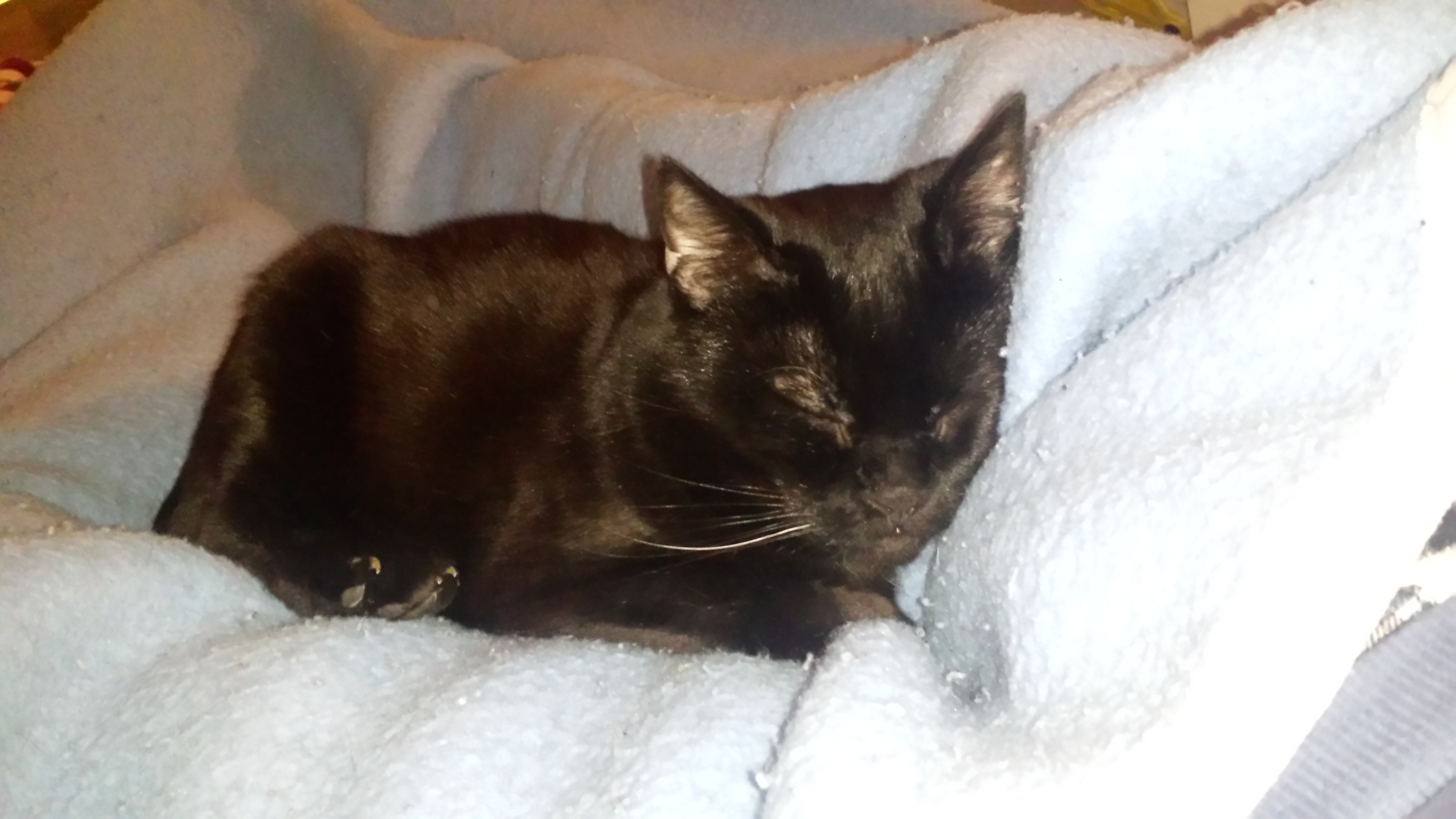 Katze schläft auf der Decke