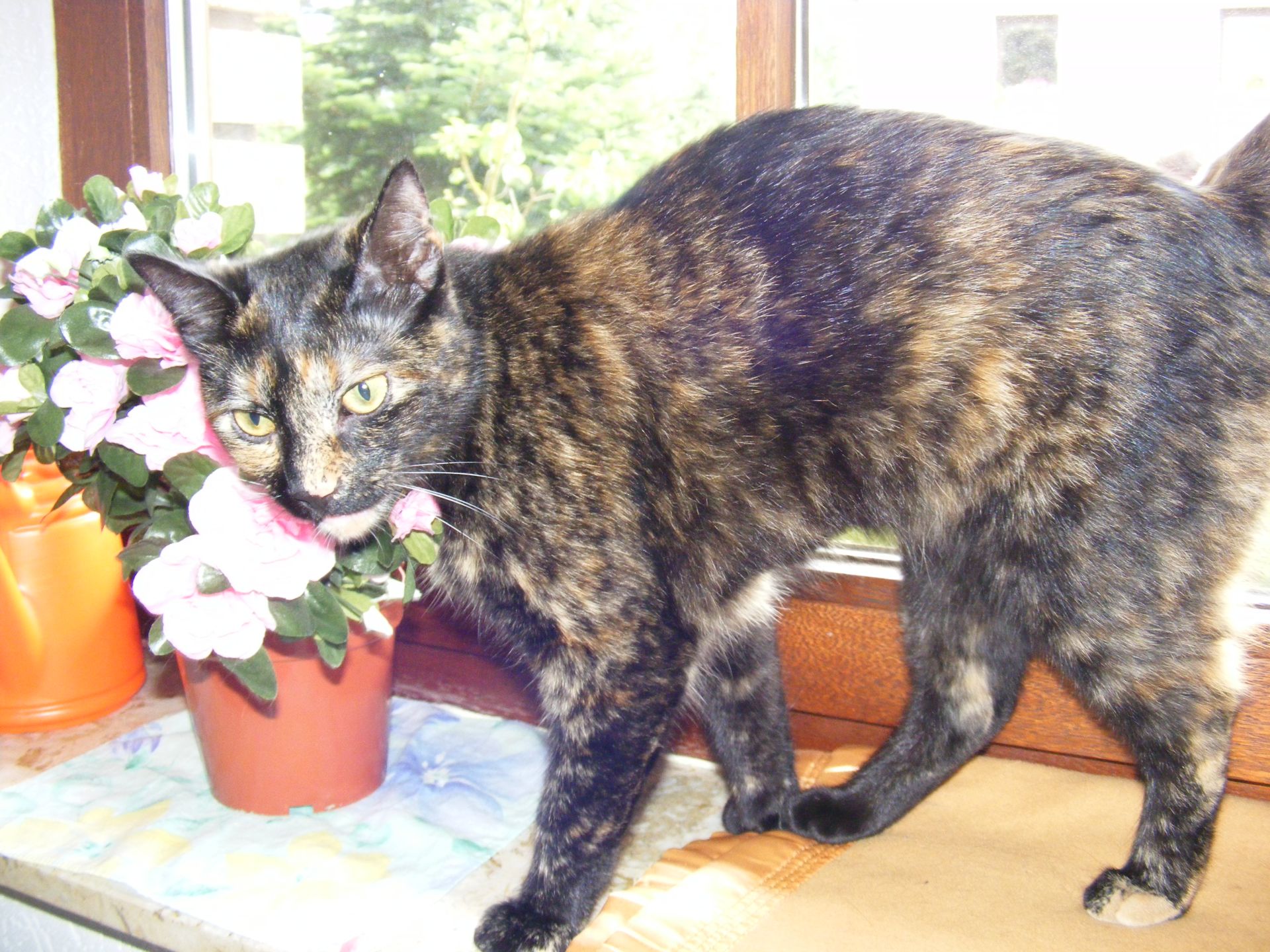 Flöckchen